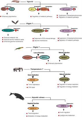 Lifespan Extension in Long-Lived Vertebrates Rooted in Ecological Adaptation